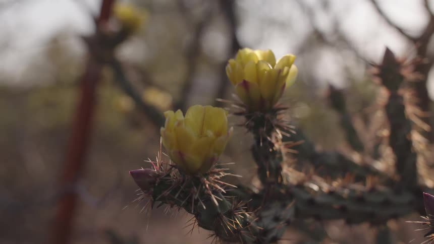 A cactus with flowers with trees the sky and clouds in the background