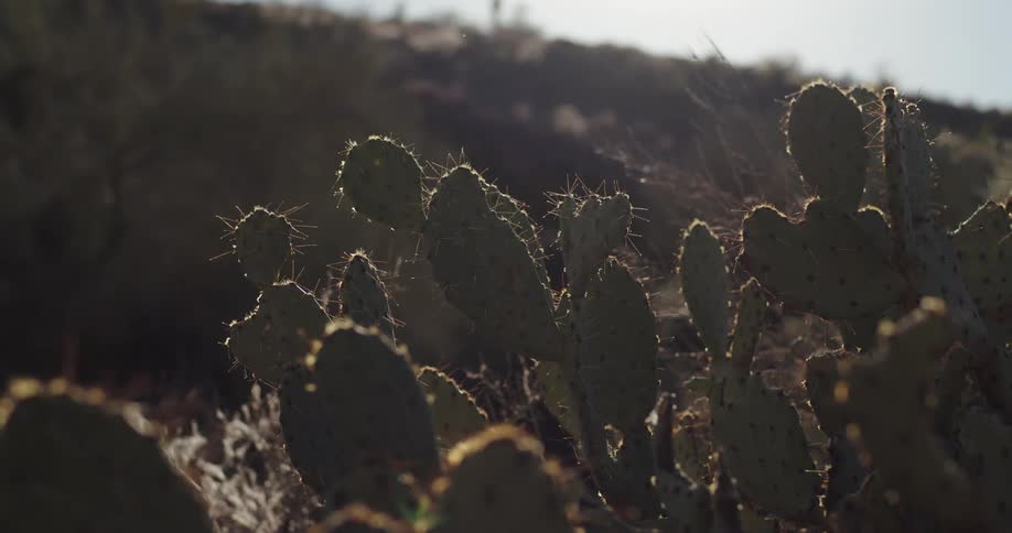 Cactus plant growing in the desert at sunset