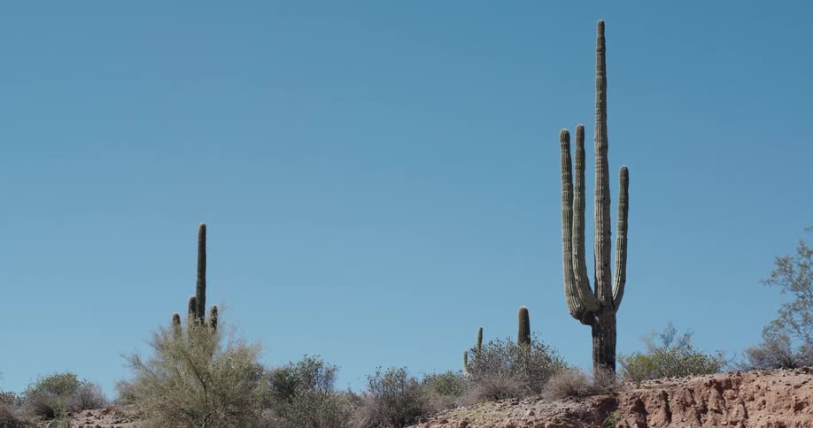 Desert cactuses and plants under a clear sky