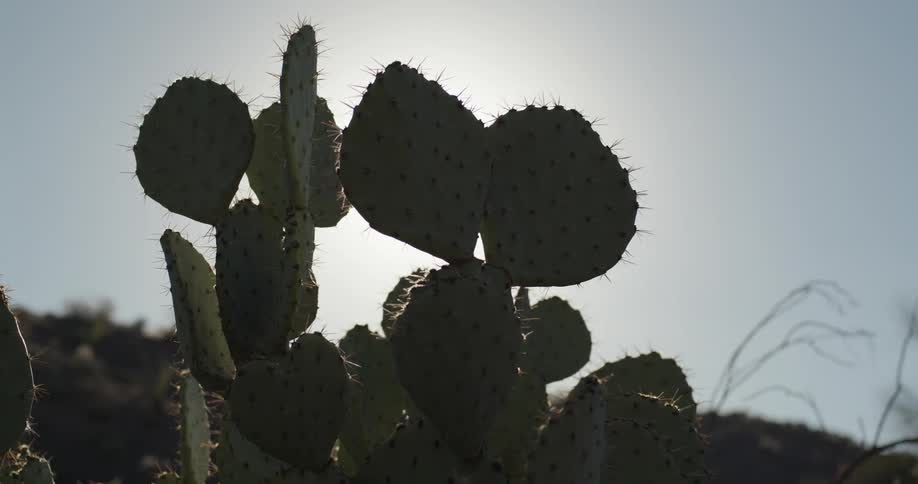 Sun shines on cactus in the desert