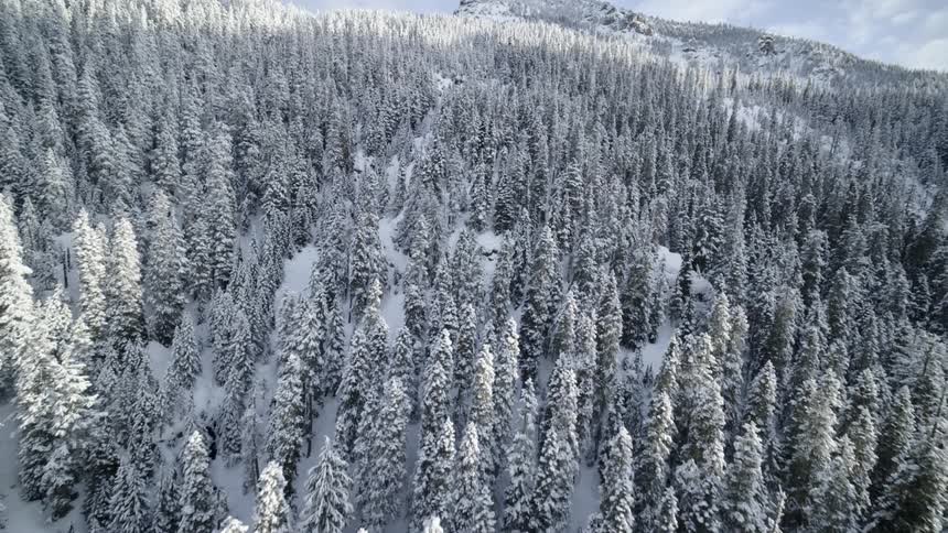 Descending along a snow covered mountain forest as the morning sun starts to shine on the tree tops