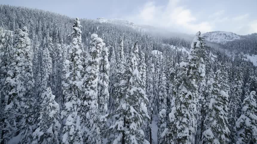 Skimming along the tree tops of a mountain slope forest under a blue sky
