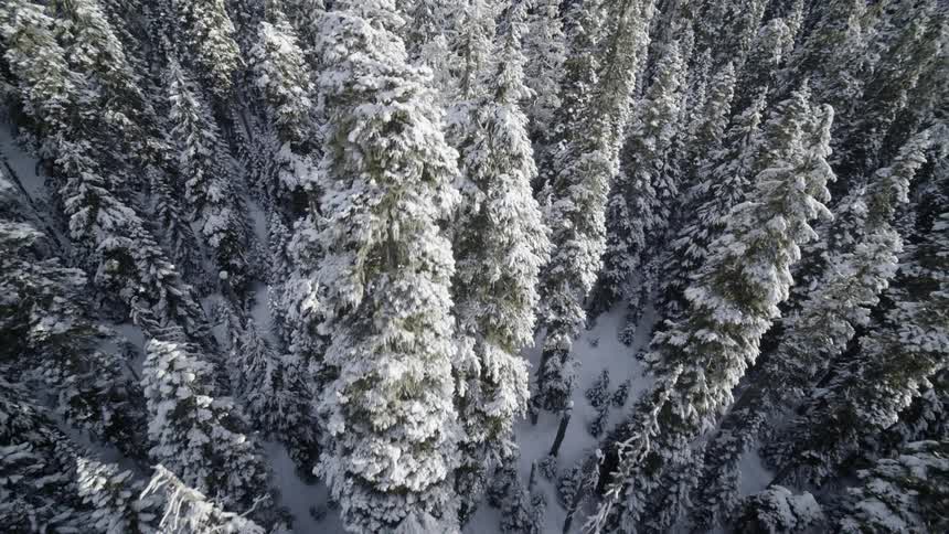 Dynamic top down pullback descent into the tree tops of a snowy winter forest