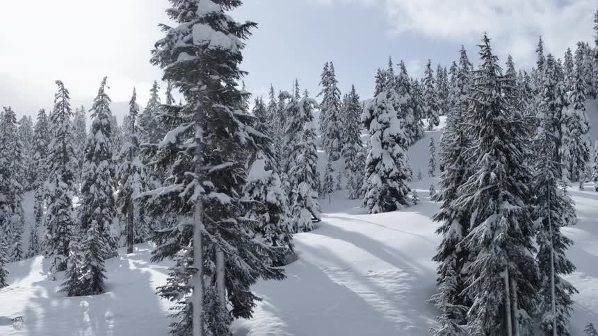 Slow traverse along a forest winter wonderland as snow flurries are backlit against the low hanging sun