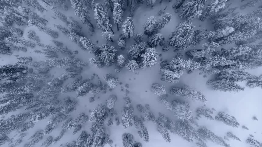 Passing over snow covered trees and ground at blue hour