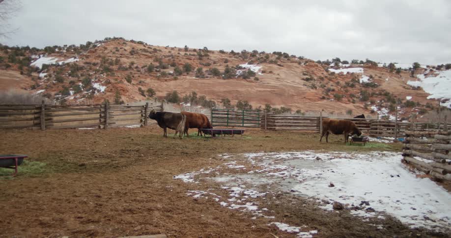 Cattle standing in a fenced in area with a hill trees the sky and clouds in the background