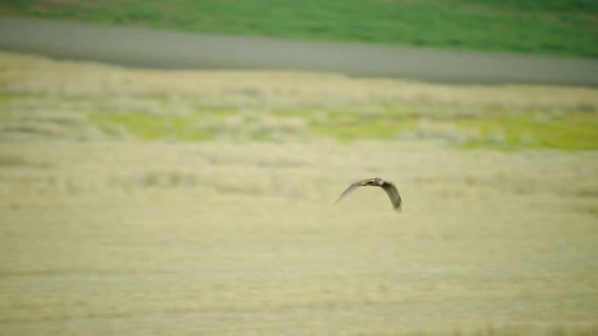 A Coopers Hawk hunting in a harvested wheat field in the USA
