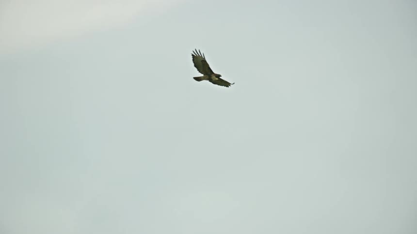 A red tail hawk bird flies through light blue sky past white wind turbine