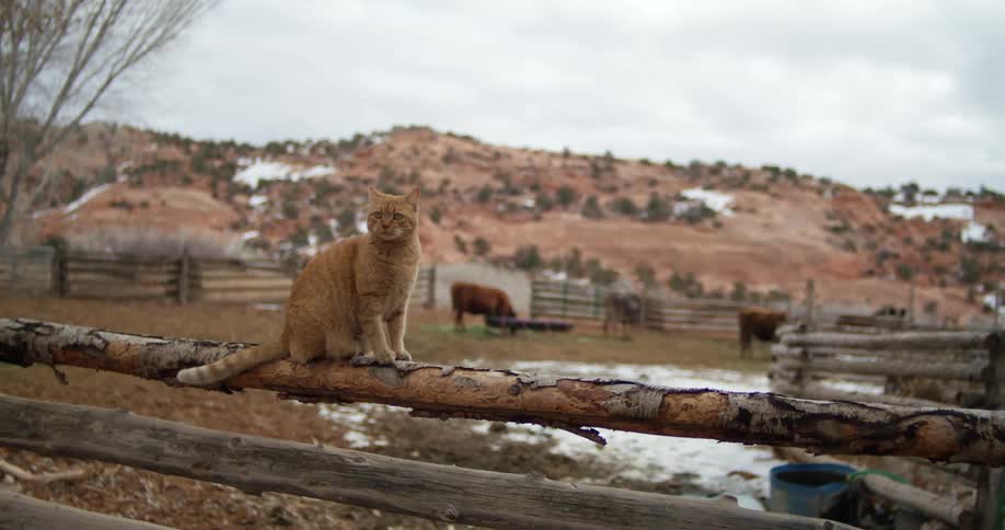 Cat sits on wooden fence as cattle graze in background