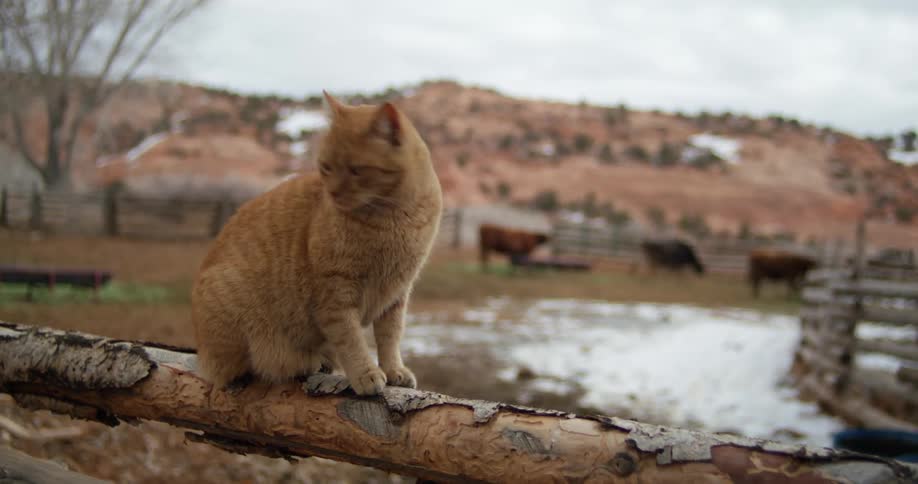 A view of a cat on a fence and cows in the background