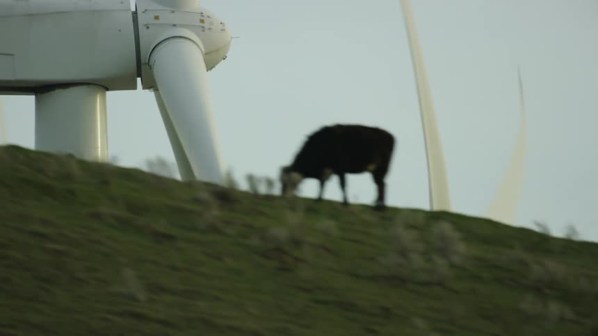 Wind turbines spinning in the wind with the sky and clouds in the background and then the camera reveals a ridge with grazing cows on it