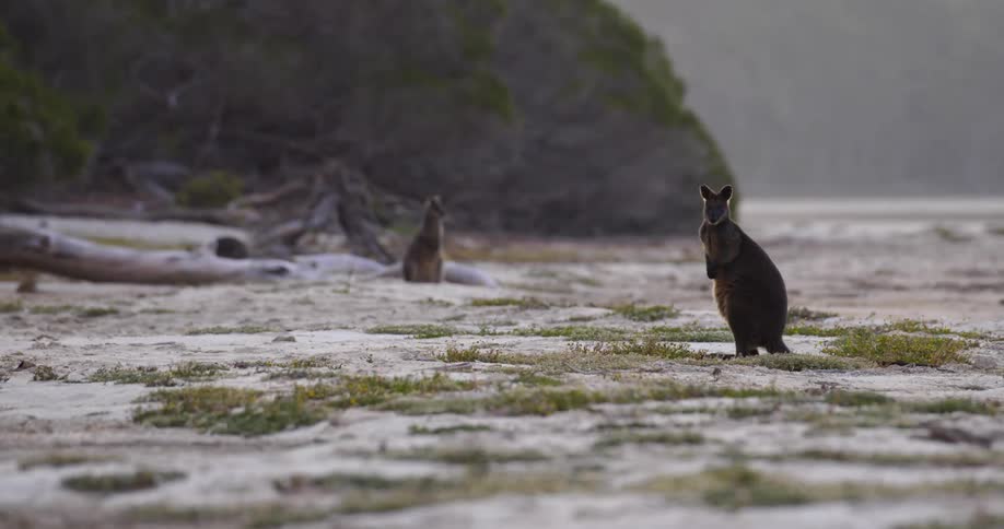 Two wallabies stand near the coast with rocky cliff behind them
