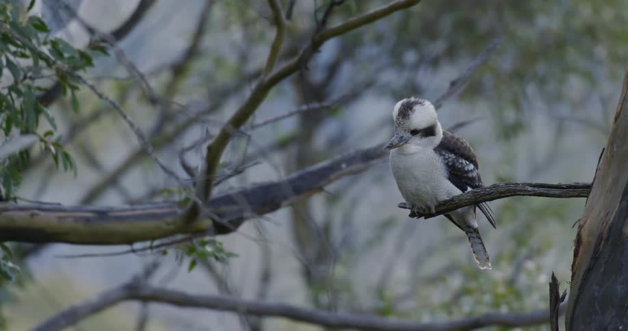 A bird that is sitting on a branch outdoors