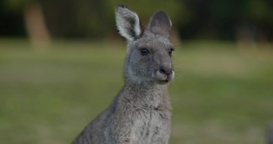 A close up of a kangaroo outdoors