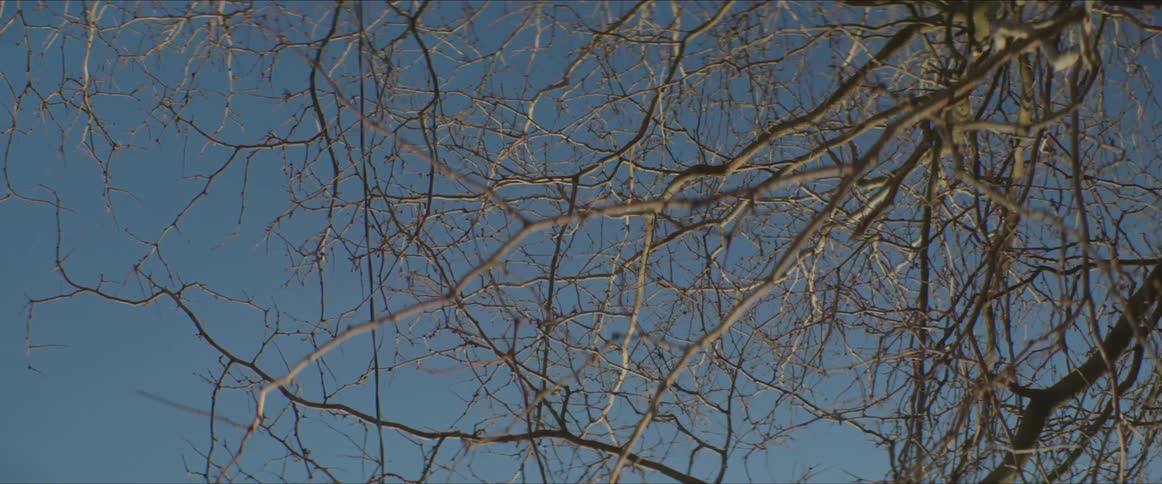 A view up through a tree