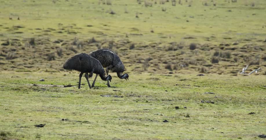 Two birds walking and eating from grass