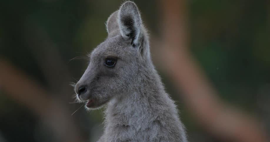 A kangaroo eating with trees and leaves in the background