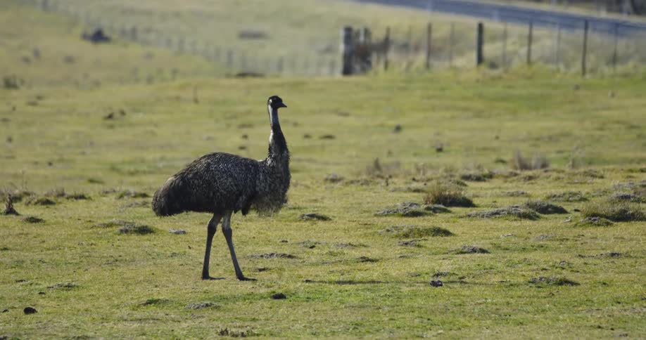 An ostrich walks through an open field near a fence