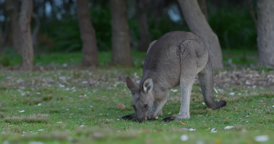 A wallaby eating grass with plants and trees in the background