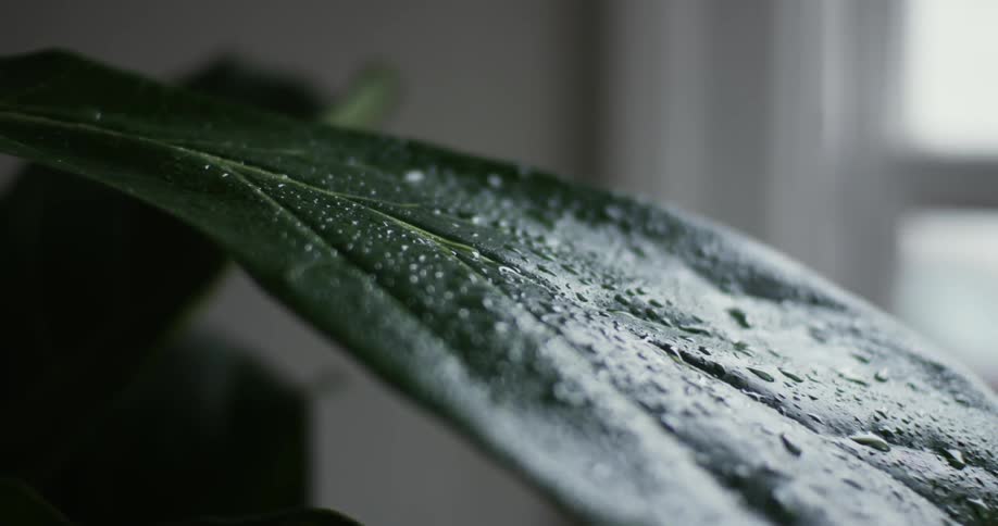 Droplets of moisture on a broad leaf