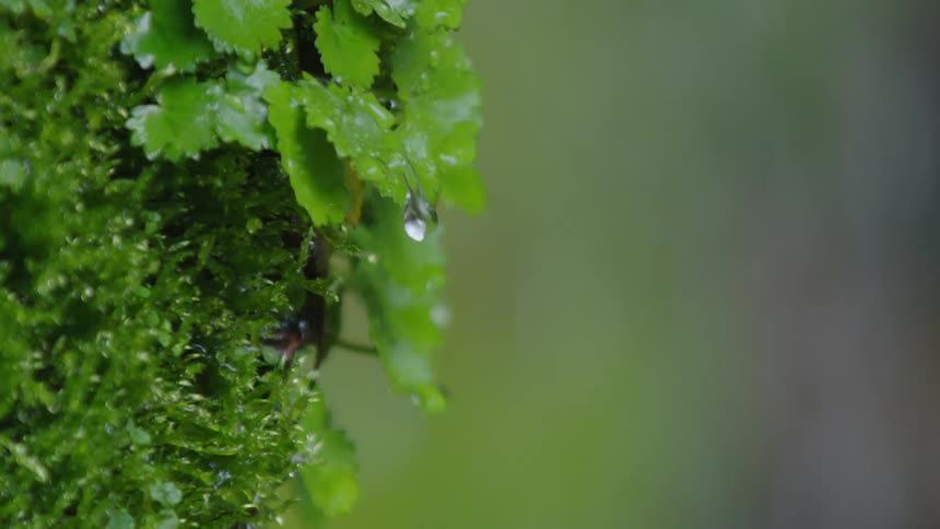 Tight shot of water dripping off emerging growth in early spring with a cascading waterfall in the background