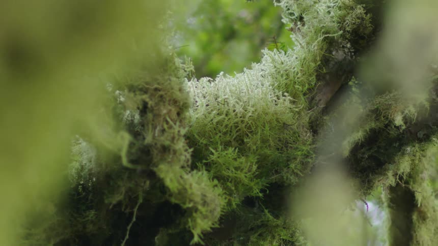 Different colors of moss blow in the afternoon breeze as the camera flies by this zen scene