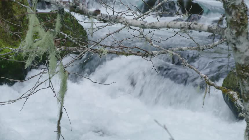 A view of a river flowing outdoors looking through moss blowing in the light breeze thats perfect for title credits