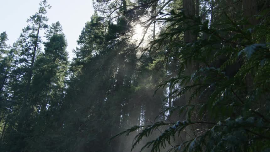 Looking up at mist from a large waterfall creating rays of light in the tall forest as the camera pans right underneath a cedar branch