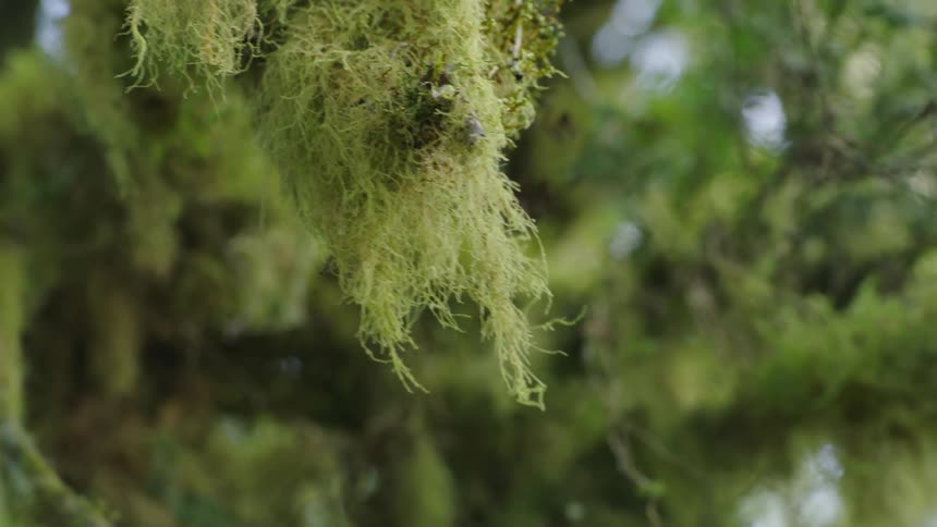 Handheld shot of moss growing from maple trees deep in a river gorge well off the beaaten path in the wilderness