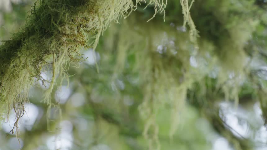 A tree branch covered in moss with the sky and clouds in the background blows in the afternoon breeze in this handheld shot looking straight up