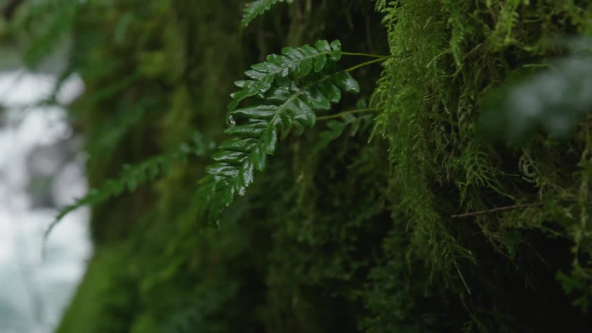 A tree with plants and moss with a raging whitewater river cascading down from the face of a volcano in the background