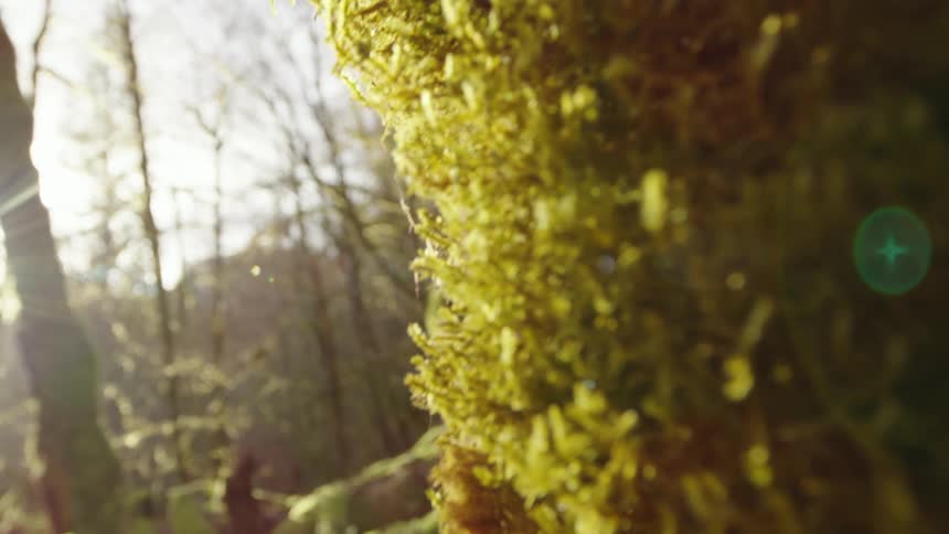The camera slides past green moss curly cues in golden afternoon light as the sun splashes down upon the scene