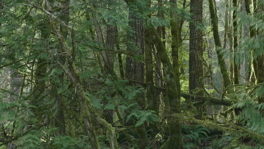 Static shot of a green moss covered forest backlit by warm golden evening light communicating balance, zen and harmony