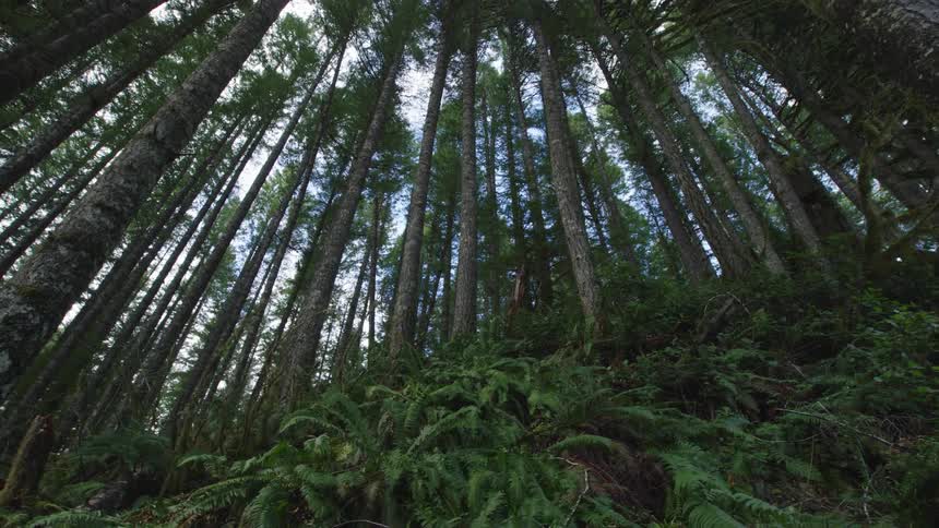 The camera pans left with beautiful ferns and perfectly straight pine trunks in the background showing the immensity of the old growth forest