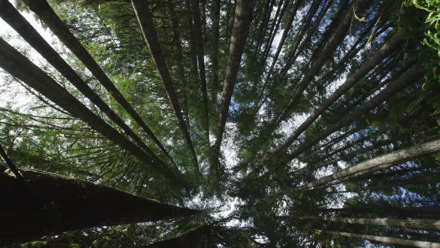 The camera slowly pans left while looking straight up at old growth massive tall pine trees deep in the forests of the wilderness