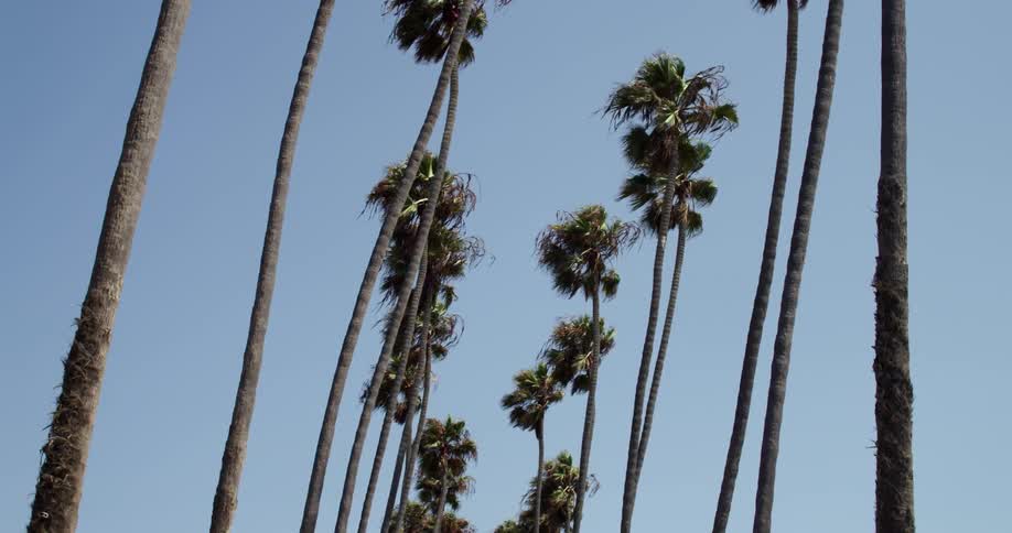 Looking up at line of palm trees