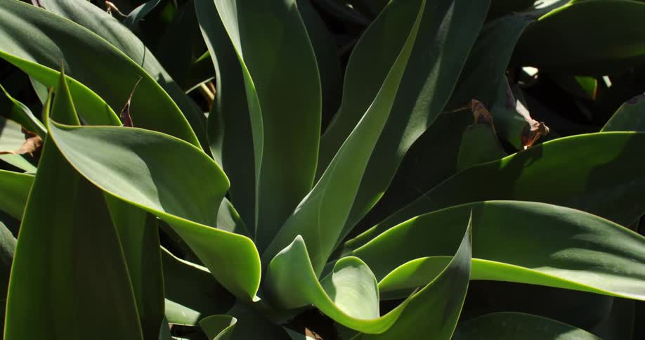 Close-up of a plant with large leaves