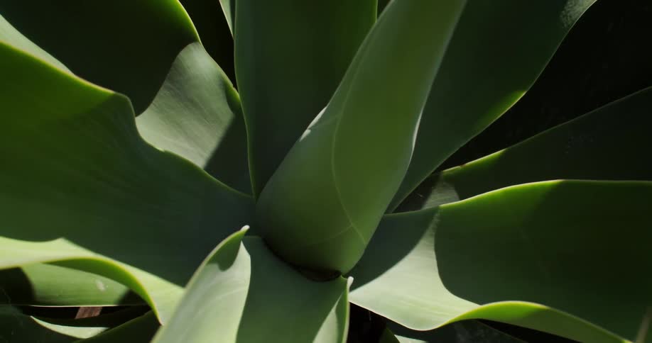 Large plant leaves up close in the sunlight
