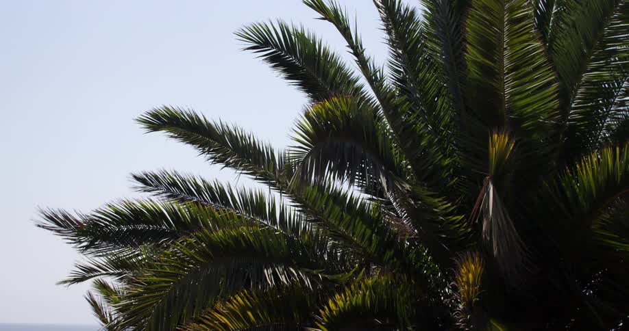Palm fronds sway in the wind