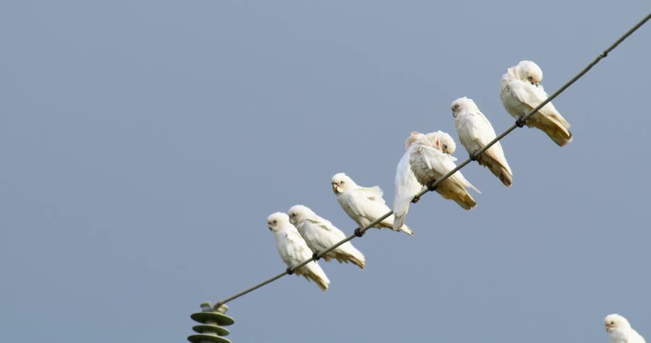 Flock of Corellas (white cockatoos) standing on a cable against the blue sky