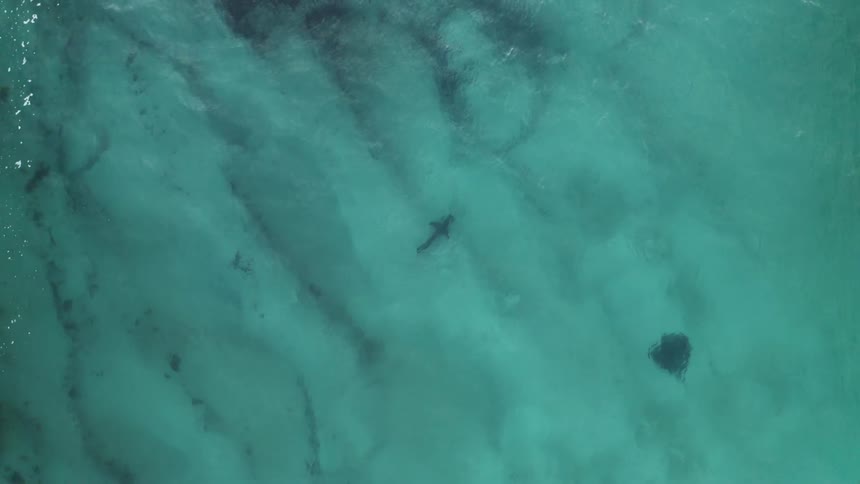 Aerial view of a shark and a manta ray swimming on the green tropical ocean waters