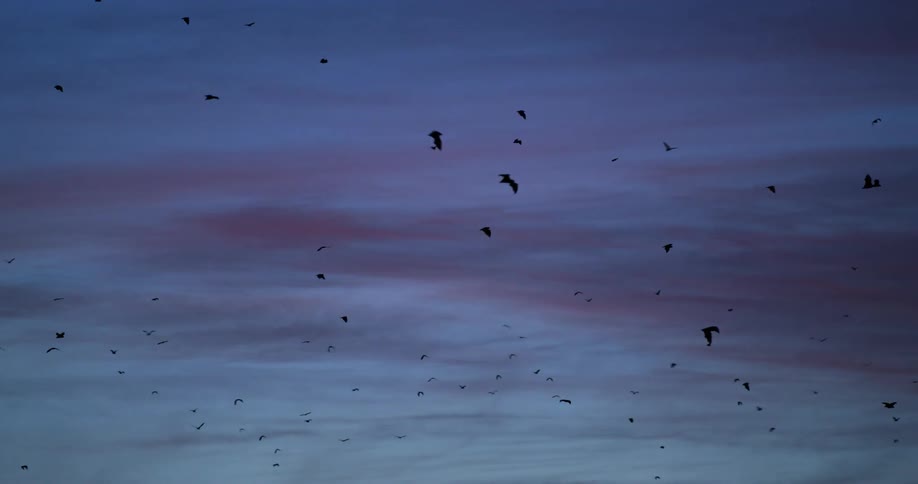 A swarm of silhouetted bats flying in a cloudy sky at sunset