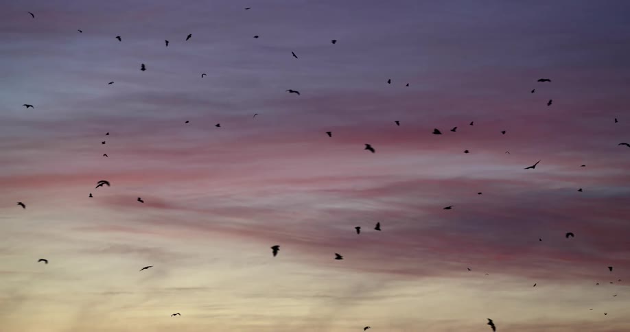 A large group of bats flying in the sky