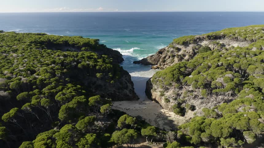 An aerial view of vegetation on an ocean shoreline in the daytime