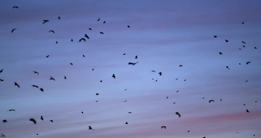 A swarm of silhouetted bats flying in a red and blue sky at sunset