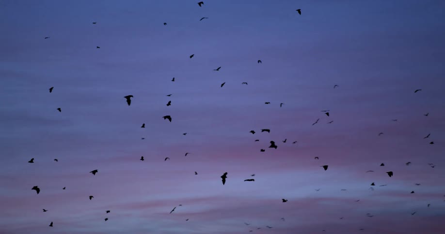 Group of Bats flying against the blue and purple clouds in the sky at sunset