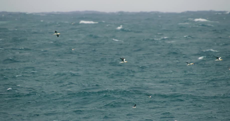 A group of birds fly together over the ocean on a misty day