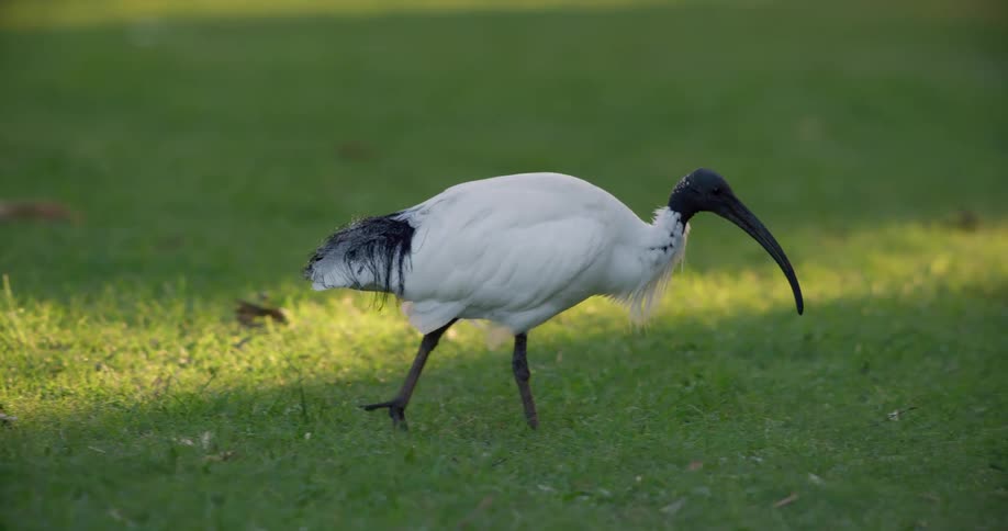 A bird walking around on a field outdoors