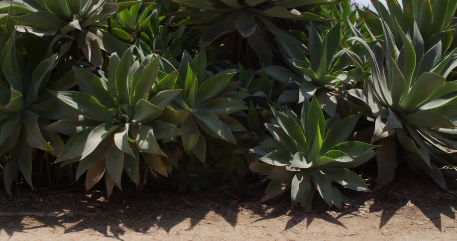 Succulent plants casts shadows in the dirt on a sunny day