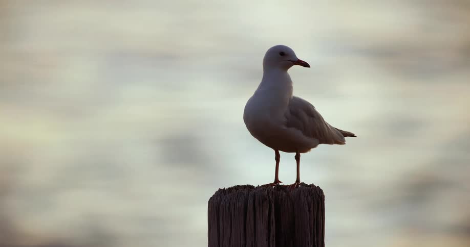 A bird is sitting on top of a post looking around